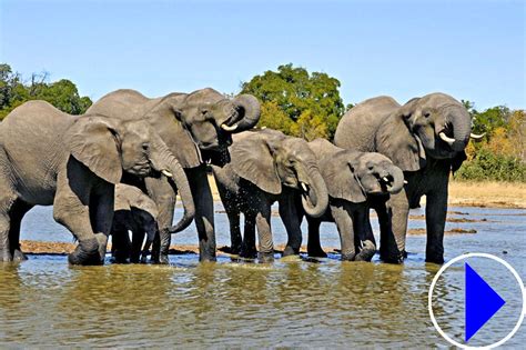 tembe elephant park webcam|Tembe Elephant Park 